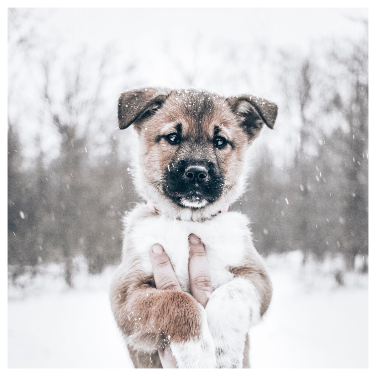 hond in de sneeuw popular ig filter
