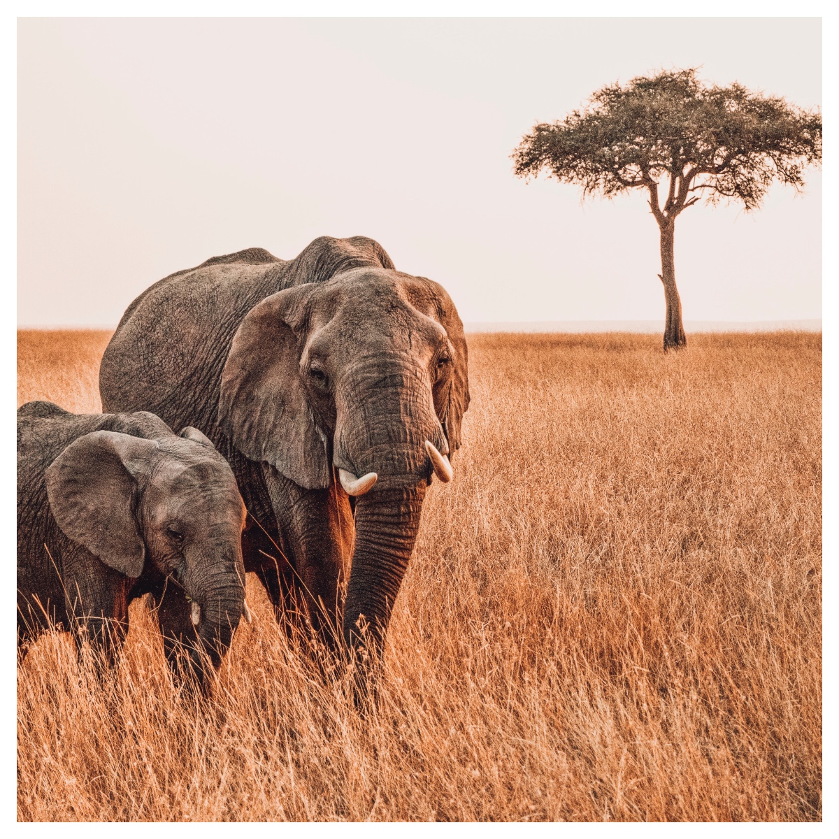 baby olifant met moeder instagram presets