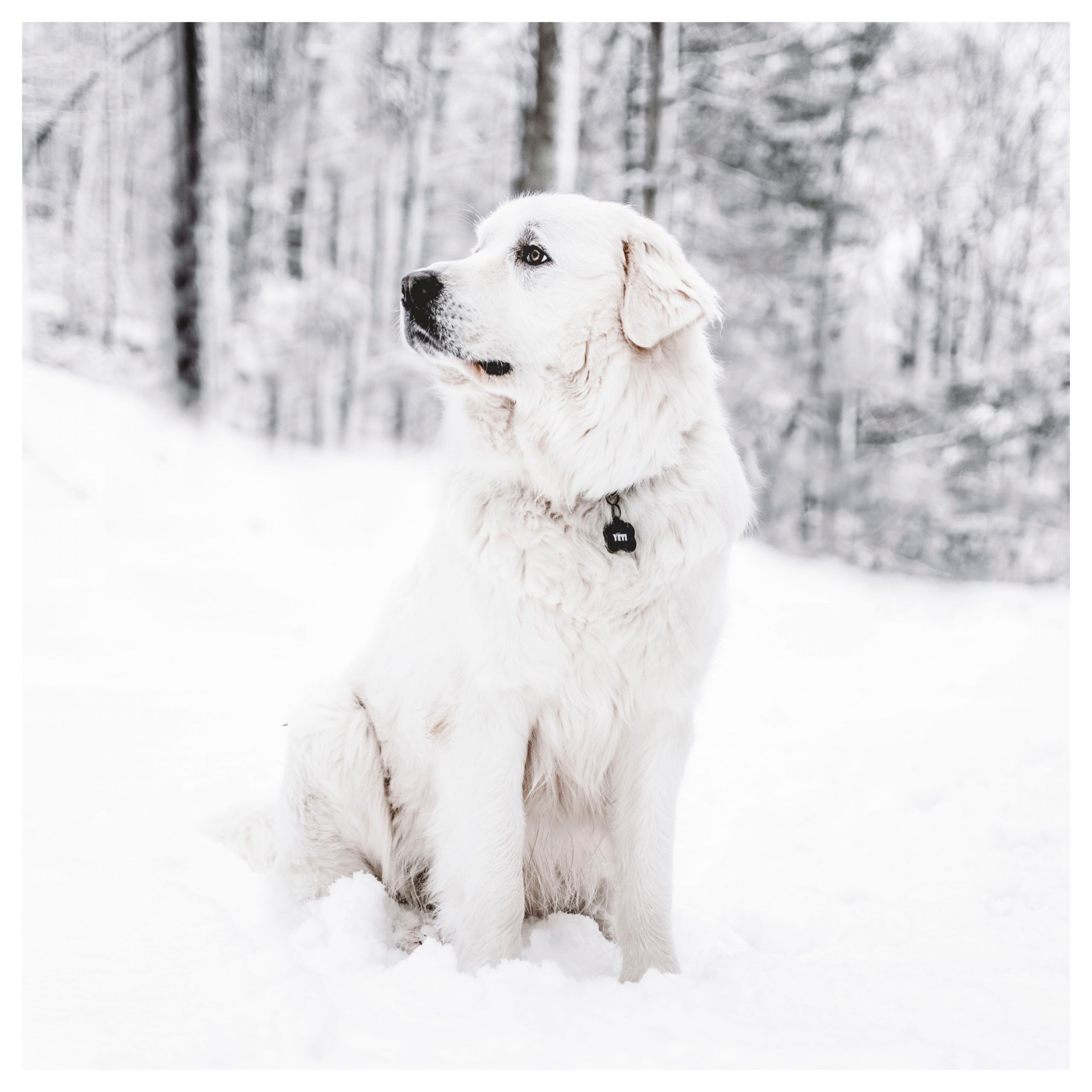 hond in de sneeuw lightroom presets